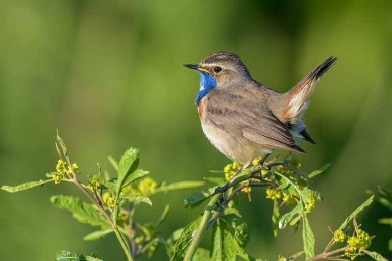 Bluethroat_France-5