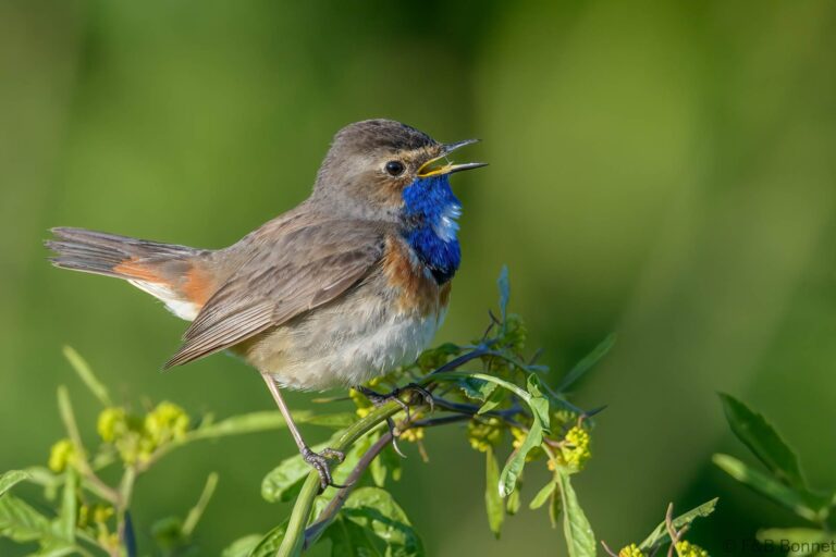 Bluethroat_France-6