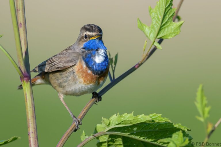 Bluethroat_France-7