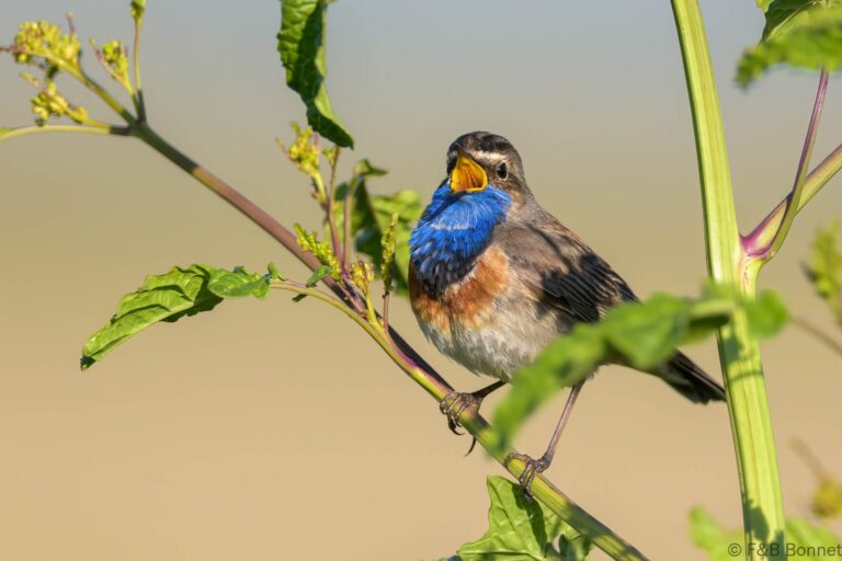 Bluethroat_France-8