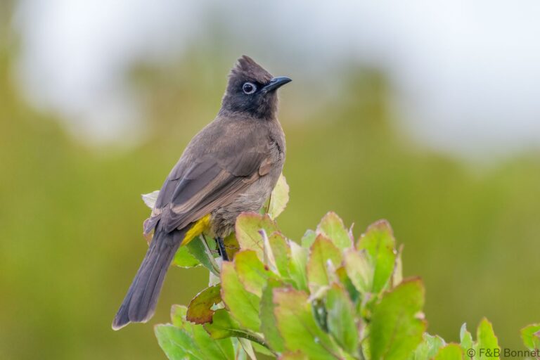 Cape Bulbul_South Africa-5