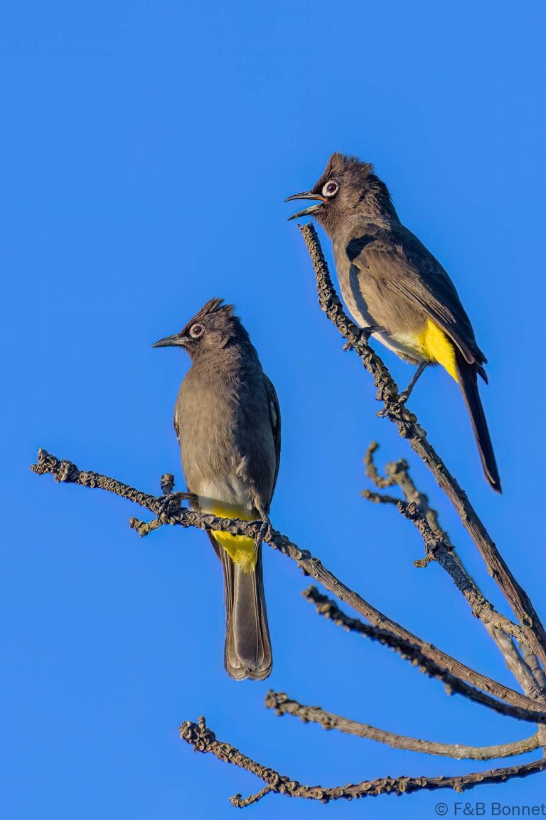 Cape Bulbul_South Africa-6