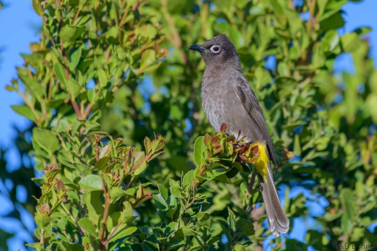 Cape Bulbul_South Africa-7