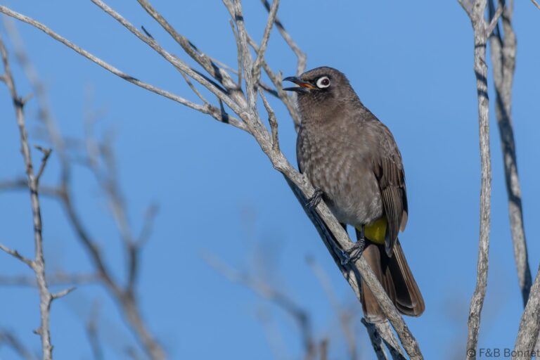 Cape Bulbul_South Africa-8