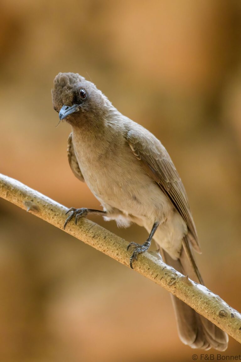 Common Bulbul_Senegal-5