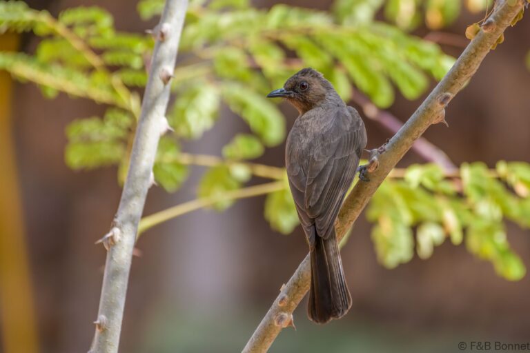 Common Bulbul_Senegal-6