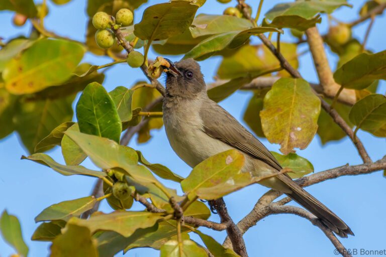 Common Bulbul_Senegal-7