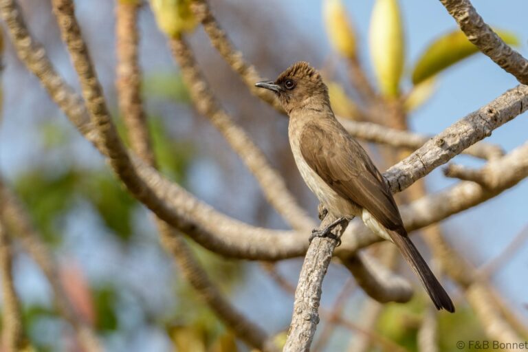 Common Bulbul_Senegal-8