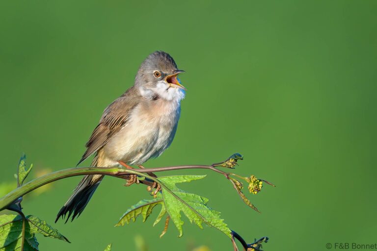 Common Whitethroat_France-1
