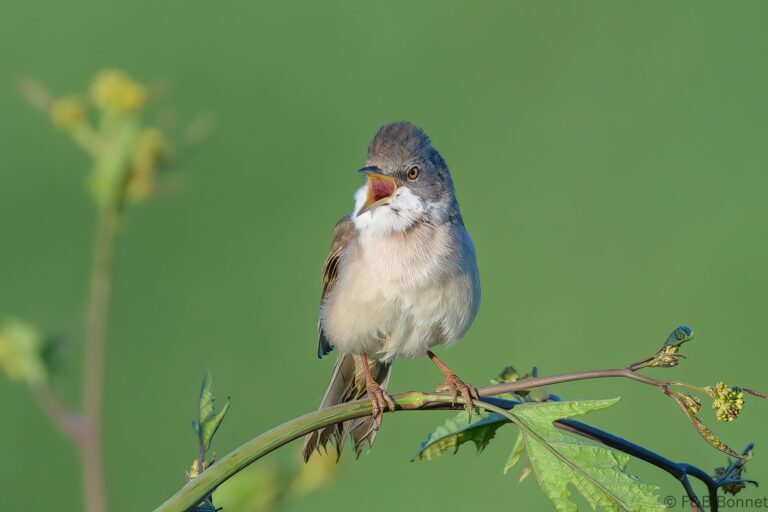 Common Whitethroat_France-2