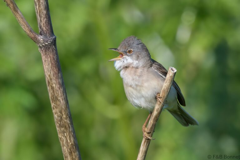 Common Whitethroat_France-3