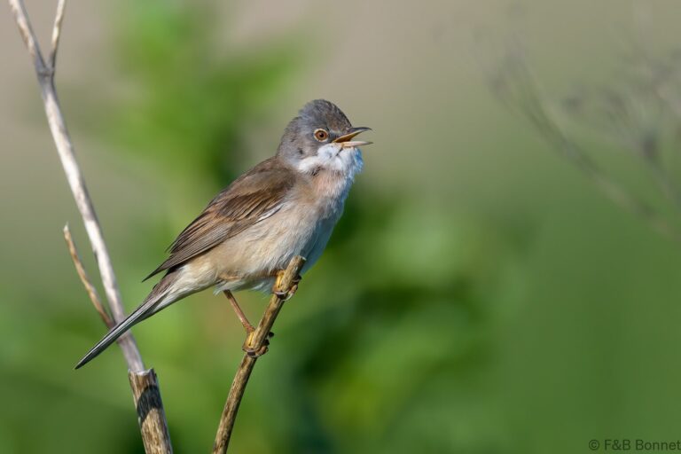 Common Whitethroat_France-4