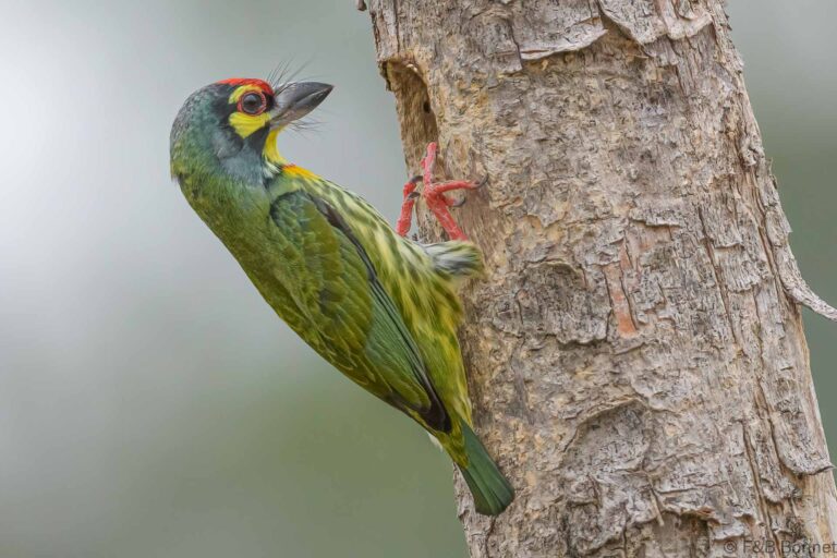 Coppersmith Barbet_Thailand-5