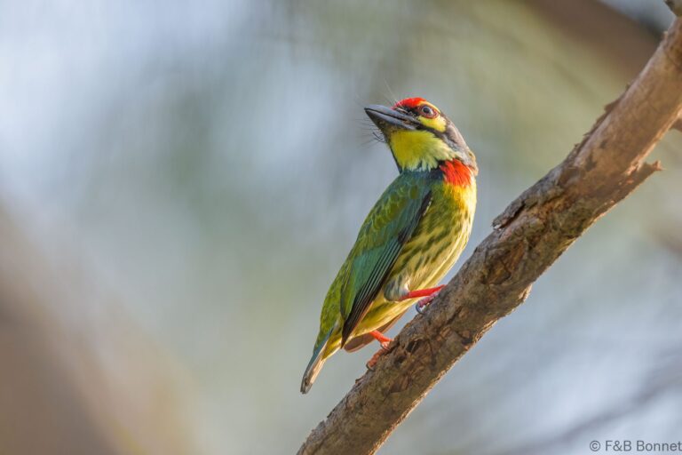 Coppersmith Barbet_Thailand-6