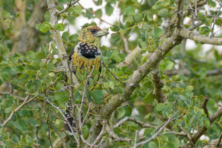 Crested Barbet_South Africa-4