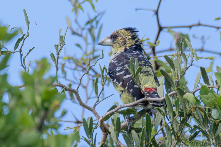 Crested Barbet_South Africa-5