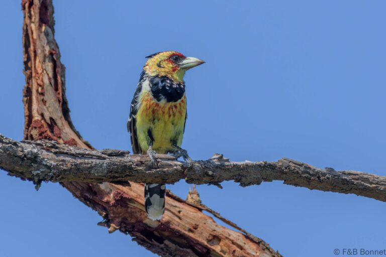 Crested Barbet_South Africa-6