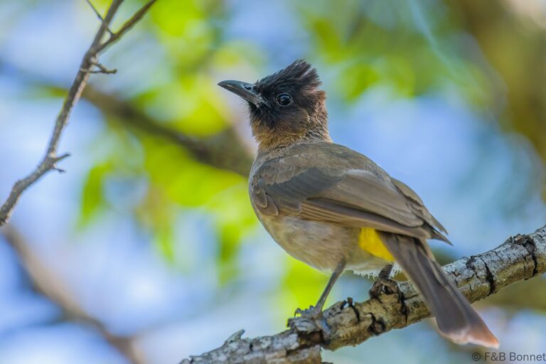 Dark-capped Bulbul_South Africa-6