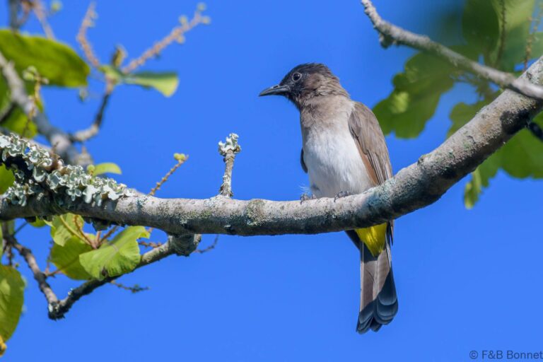 Dark-capped Bulbul_South Africa-7
