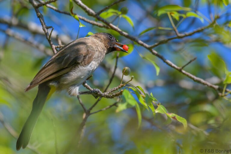 Dark-capped Bulbul_South Africa-8