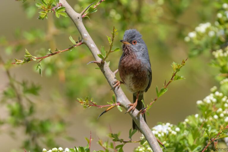 Dartford Warbler_Spain-1