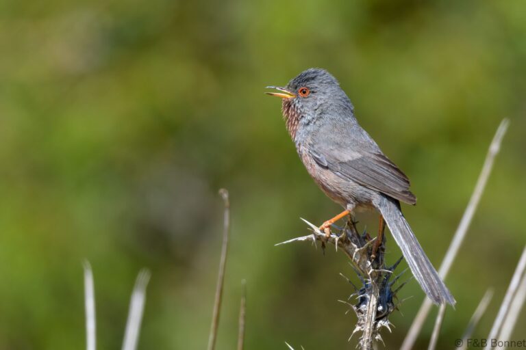 Dartford Warbler_Spain-2
