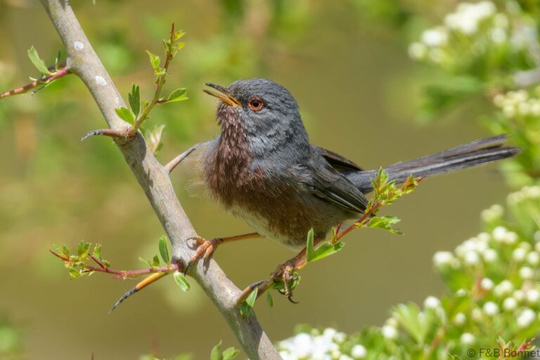 Dartford Warbler_Spain-3