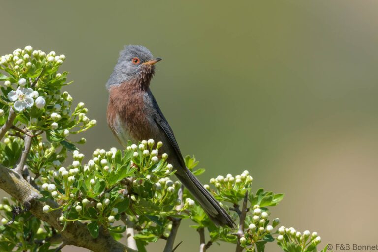 Dartford Warbler_Spain-4