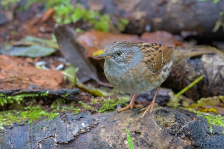 Dunnock_France-2