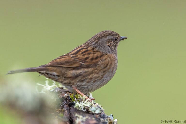 Dunnock_Spain-1