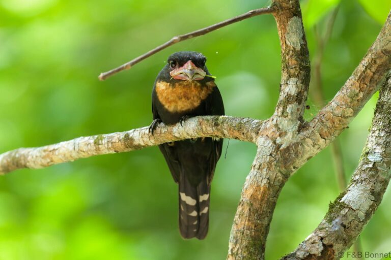 Dusky Broadbill_Thailand-5