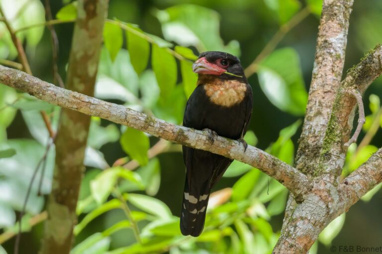 Dusky Broadbill_Thailand-7