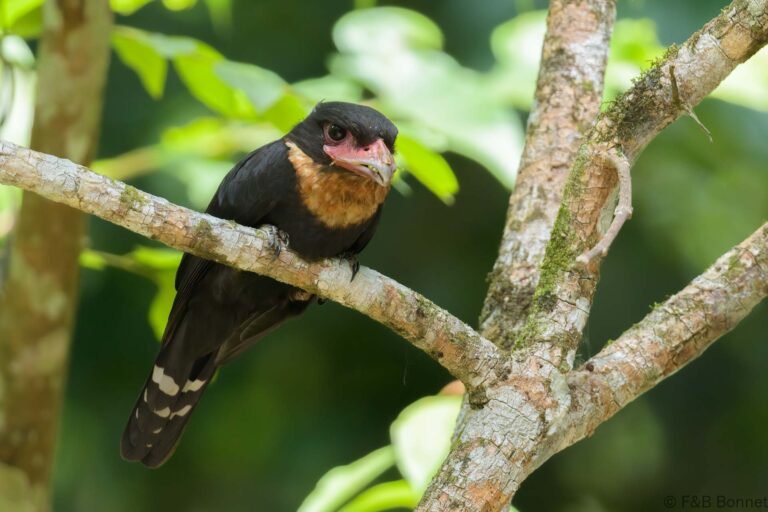 Dusky Broadbill_Thailand-8