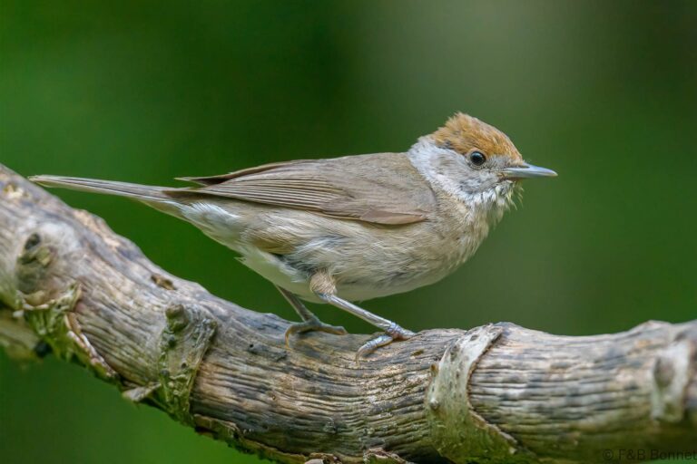 Eurasian Blackcap_France-2