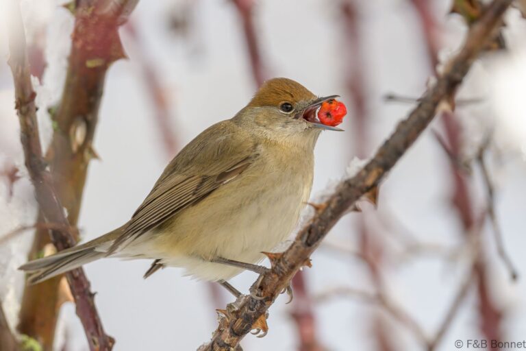 Eurasian Blackcap_Spain-10