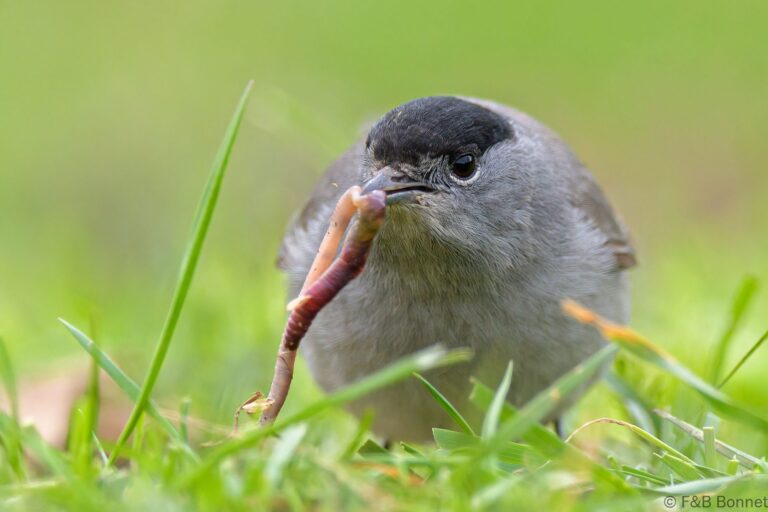 Eurasian Blackcap_Spain-11
