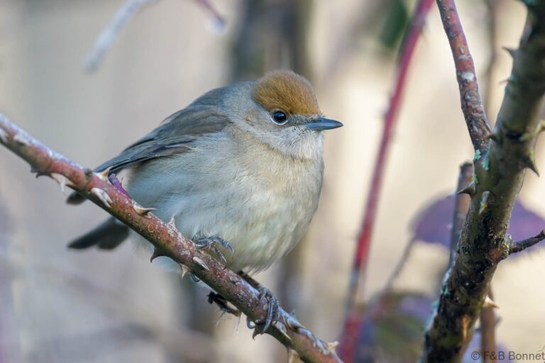 Eurasian Blackcap_Spain-6