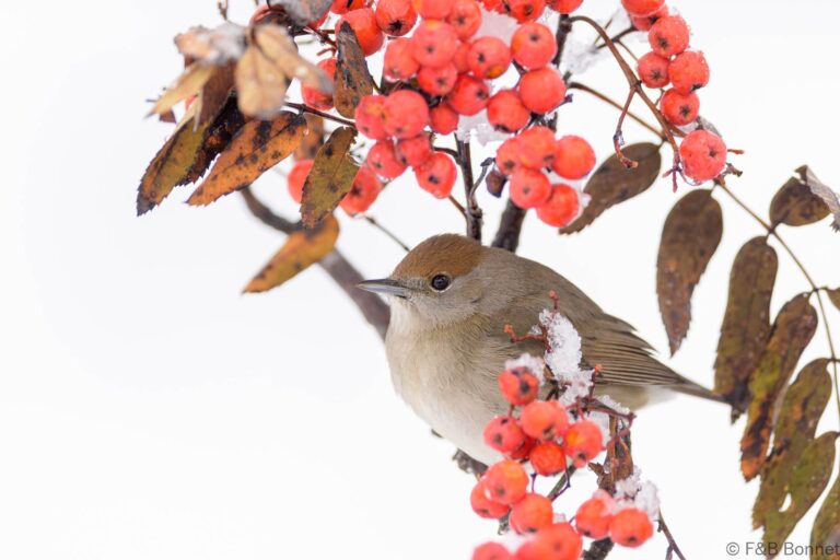 Eurasian Blackcap_Spain-7