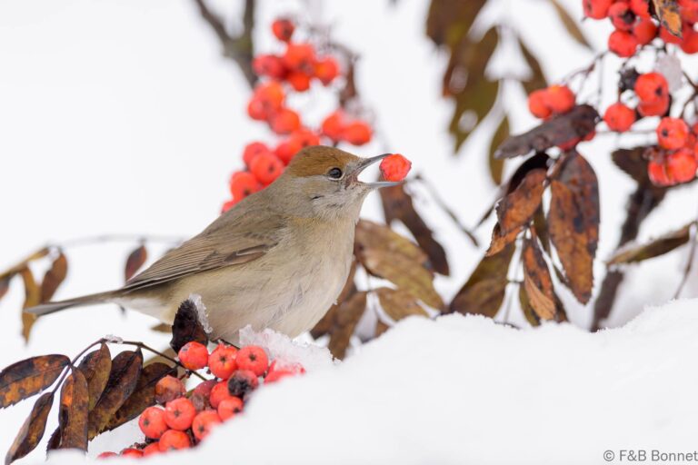 Eurasian Blackcap_Spain-8
