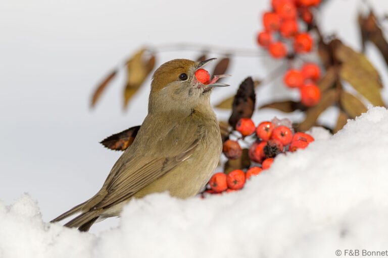Eurasian Blackcap_Spain-9