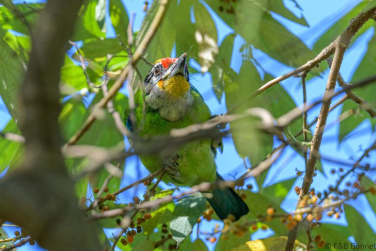 Golden-throated Barbet_Thailand-3