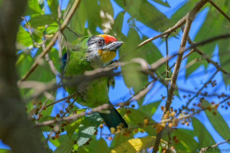 Golden-throated Barbet_Thailand-4