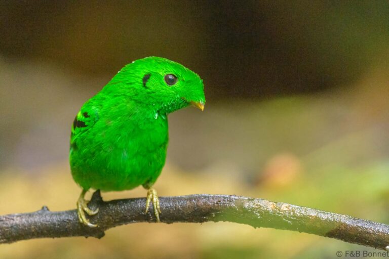 Green Broadbill_Thailand-4