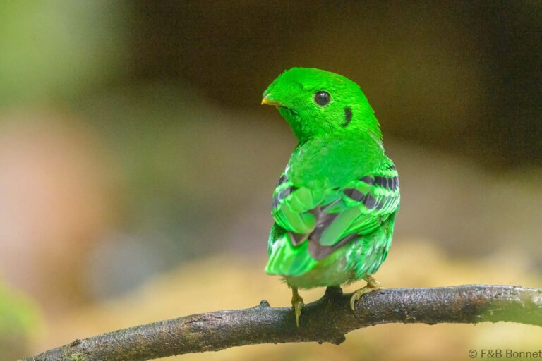 Green Broadbill_Thailand-5