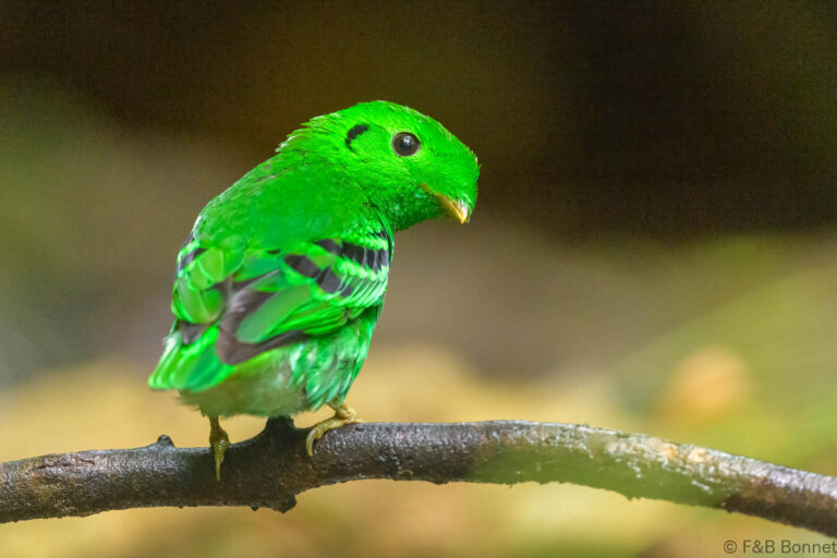 Green Broadbill_Thailand-6