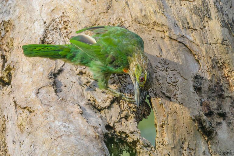 Green-eared Barbet_Thailand-4
