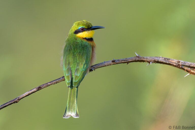 Little Bee-eater_South Africa-4