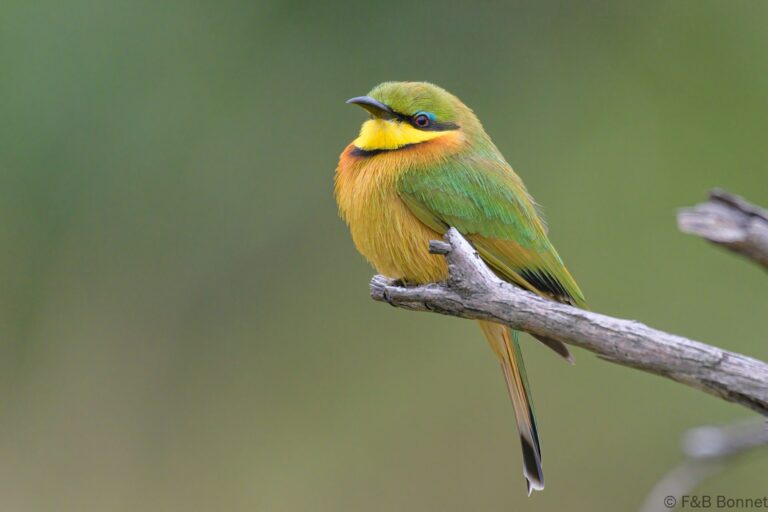 Little Bee-eater_South Africa-5