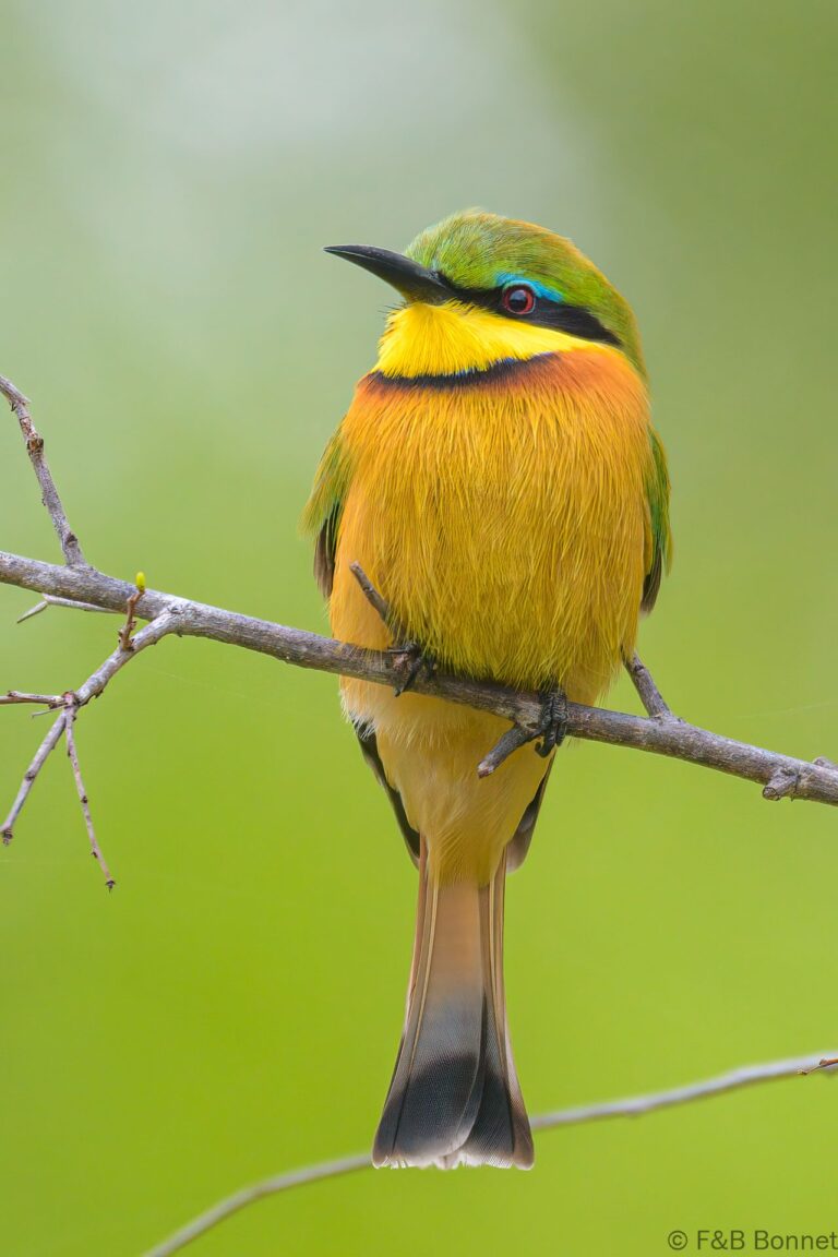 Little Bee-eater_South Africa-6