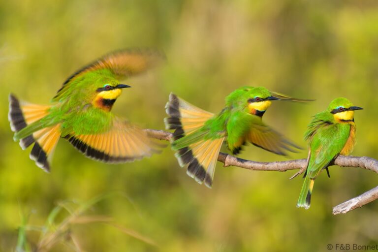 Little Bee-eater_South Africa-7